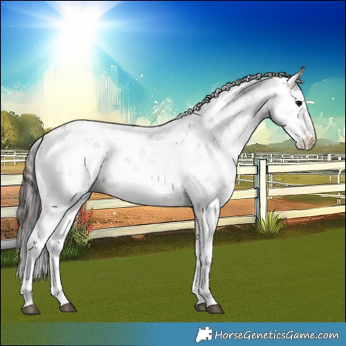 Horse Color:Bay Sabino 