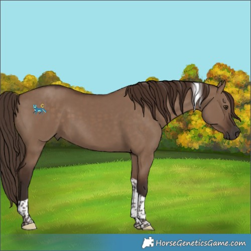 Horse Color:Liver Red Dun Tobiano 