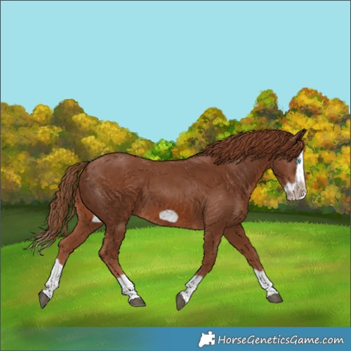 Horse Color:Chestnut Splash Frame 