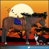 Horse Color:Bay 