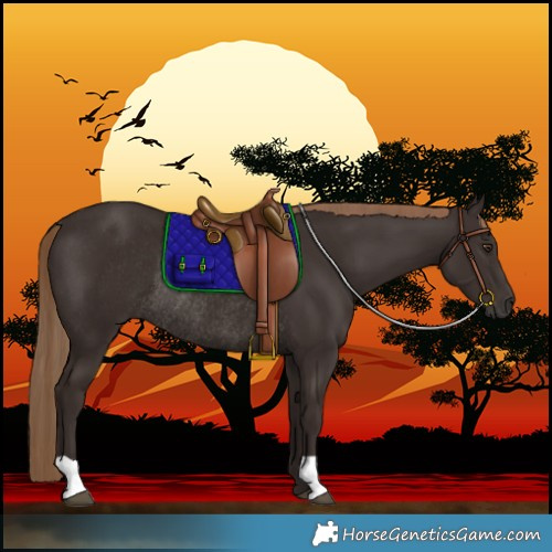 Horse Color:Liver Chestnut Rabicano