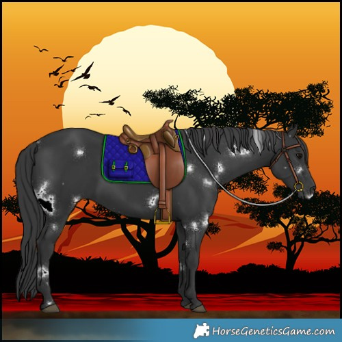 Horse Color:White Spotted Black