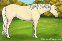 Horse Color:Silver Amber Cream Champagne Dun 
