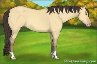 Horse Color:Amber Champagne Dun 