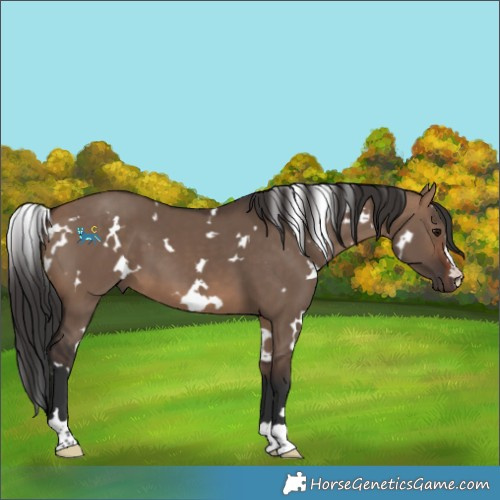Horse Color:Unknown 
