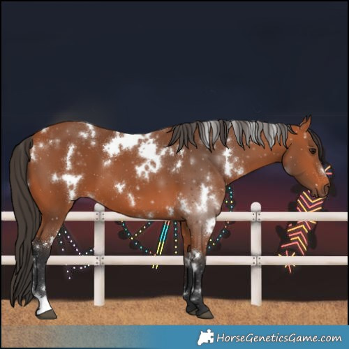 Horse Color:White Spotted Bay 
