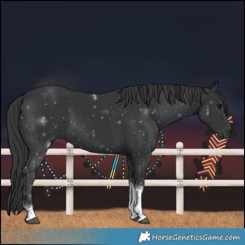 Horse Color:Black Tobiano