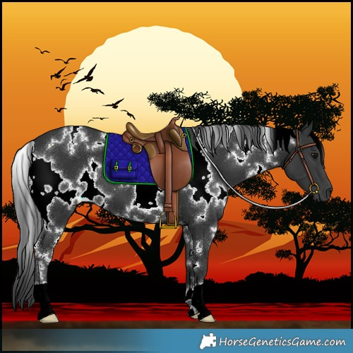 Horse Color:White Spotted Black 