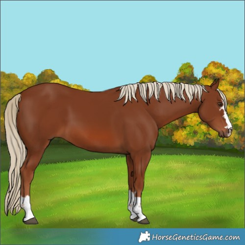 Horse Color:Chestnut 