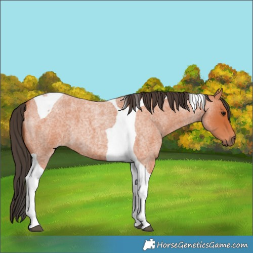 Horse Color:Bay Roan Tobiano 
