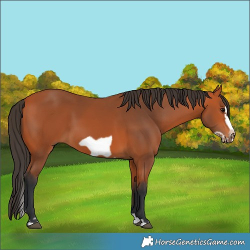 Horse Color:Bay Splash Frame