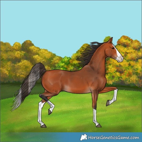 Horse Color:Bay Splash