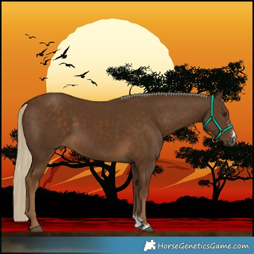 Horse Color:Chocolate Palomino Sabino Rabicano