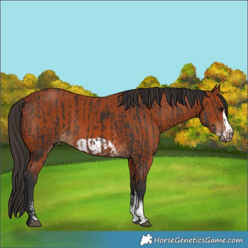 Horse Color:Bay Sabino Rabicano  and Bay Sabino Frame Rabicano 