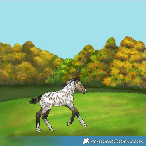 Horse Color:Powder White Buckskin Dun Near Leopard Brindle