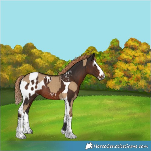Horse Color:Gray Liver Red Dun Splash Tobiano and Liver Chestnut Splash Tobiano Blanket Rabicano