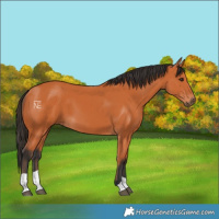 Horse Color:Bay 