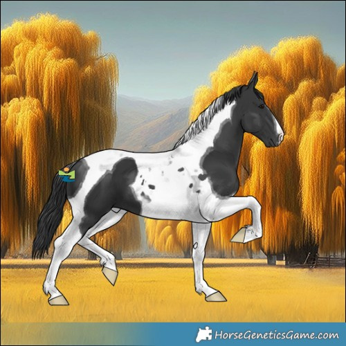 Horse Color:Black Tobiano 