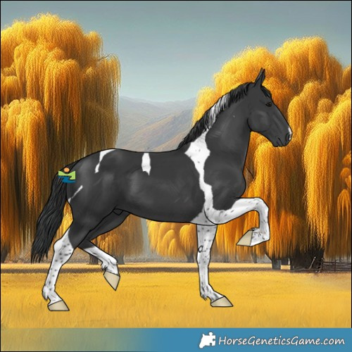 Horse Color:Black Tobiano