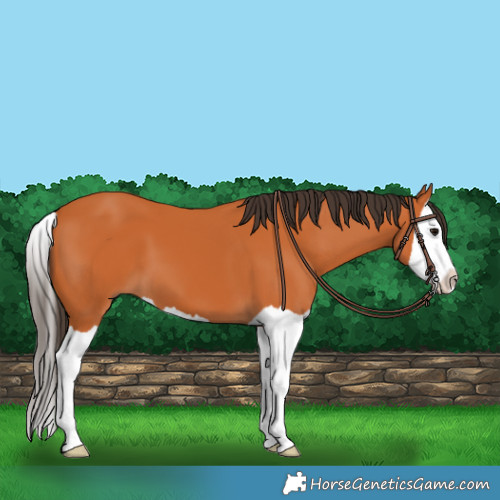 Horse Color:Bay Splash 
