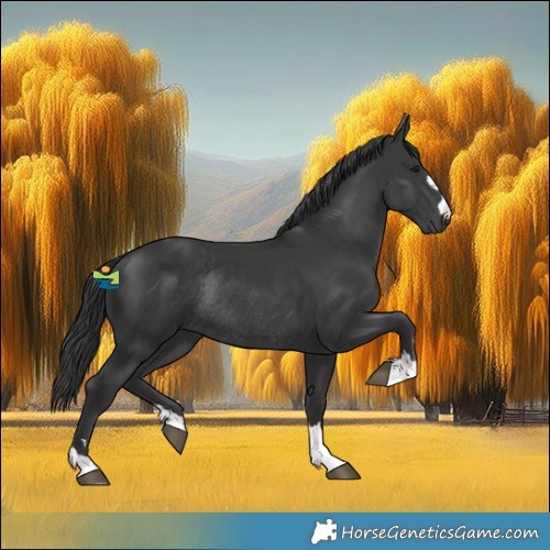 Horse Color:Black Rabicano