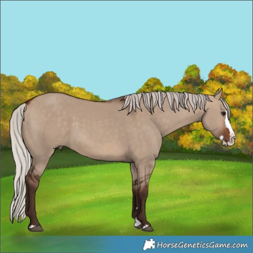 Horse Color:Silver Brown Dun Splash 