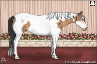 Horse Color:Buckskin Splash Tobiano Frame 