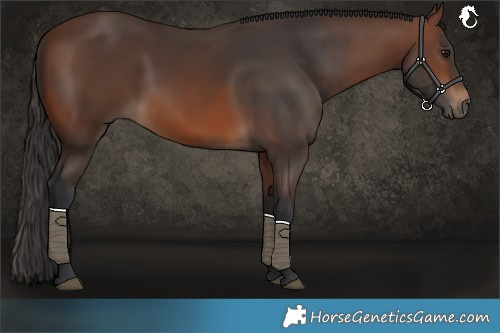 Horse Color:Brown Rabicano 
