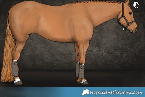 Horse Color:Chestnut Rabicano