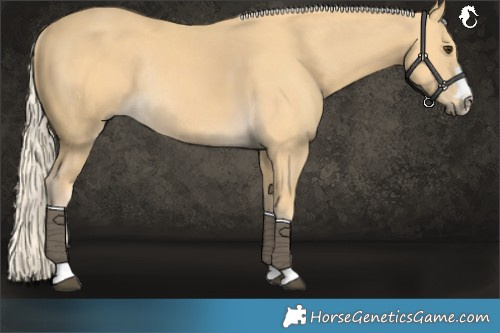 Horse Color:Palomino Rabicano 