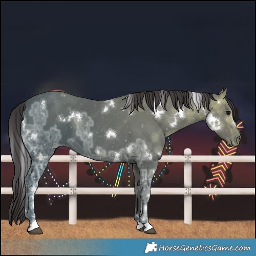 Horse Color:White Spotted Smoky Black Ice