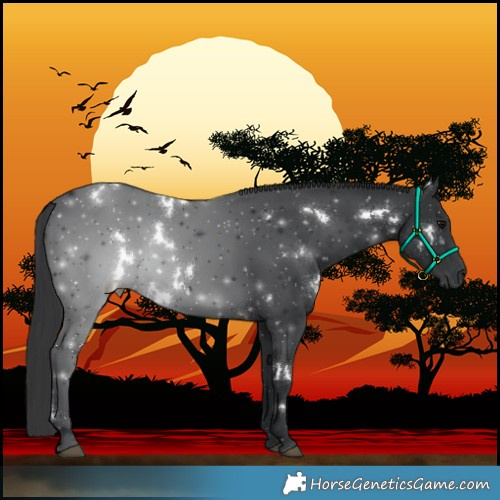 Horse Color:White Spotted Black 