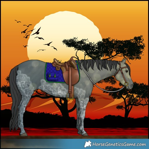 Horse Color:Black Ice Rabicano