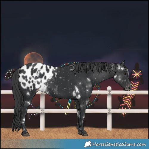 Horse Color:White Spotted Black Blanket 