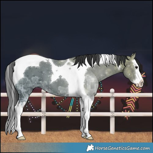 Horse Color:Black Ice Splash Tobiano