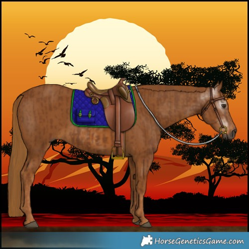 Horse Color:Gray Chestnut and Gray Chestnut
