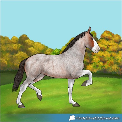 Horse Color:Bay Roan Splash 