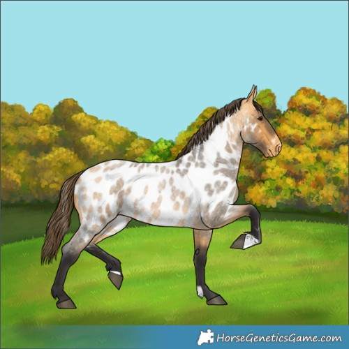 Horse Color:Buckskin Roan Near Leopard 