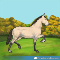 Horse Color:Buckskin