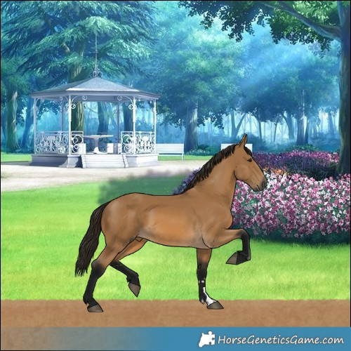 Horse Color:Gray Buckskin
