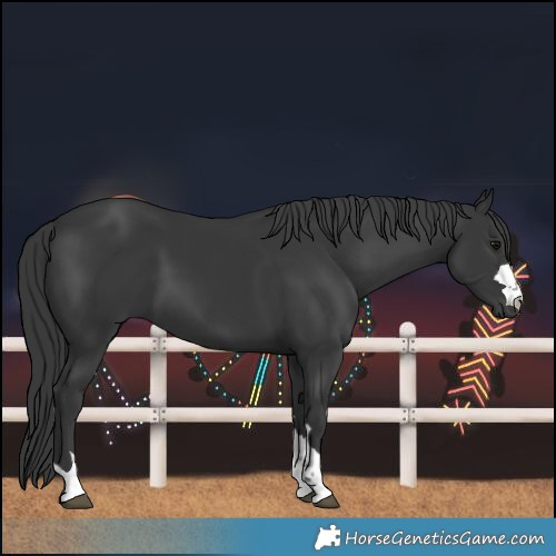 Horse Color:Black 