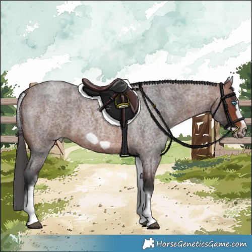 Horse Color:White Spotted Brown Roan Frame