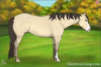 Horse Color:Amber Cream Champagne Dun Splash Frame 
