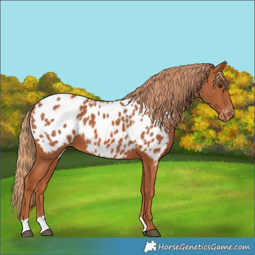 Horse Color:Chestnut Near Leopard 