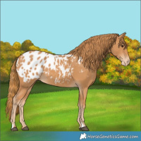 Horse Color:Chestnut Blanket