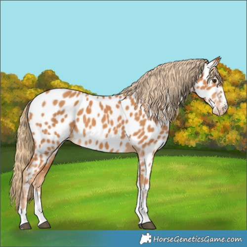 Horse Color:Chestnut Near Leopard 