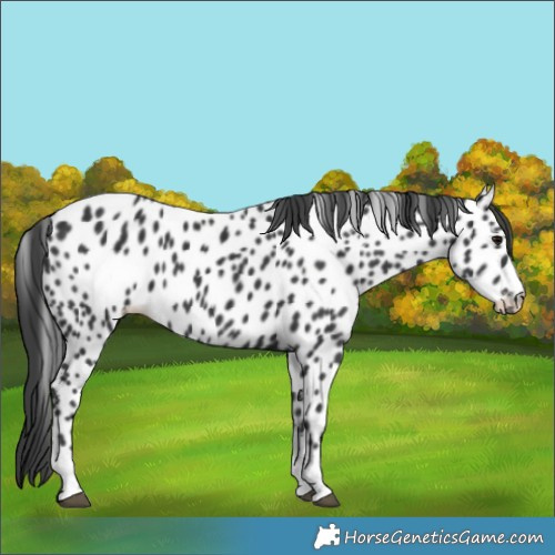 Horse Color:Black Leopard