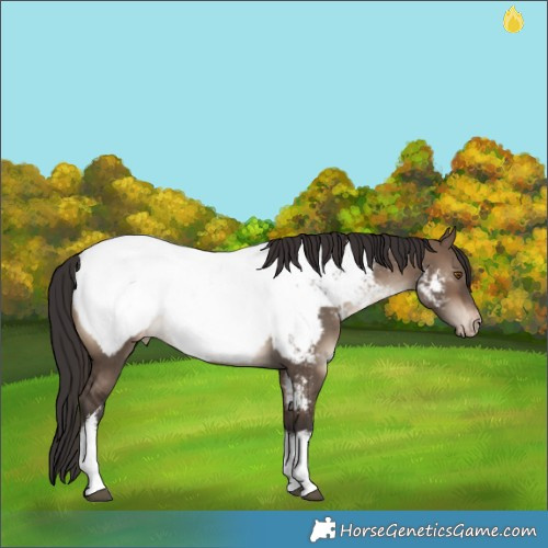 Horse Color:White Spotted Brown Dun Snowcap 