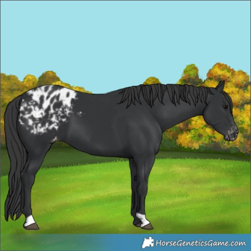 Horse Color:Black Blanket 