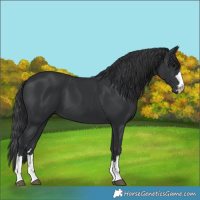 Horse Color:Black 